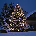 Weihnachtsbaum beleuchtet im Schnee